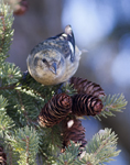 White winged Crossbill 5444